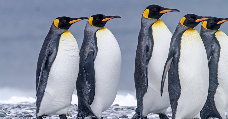 Penguin Chicks
